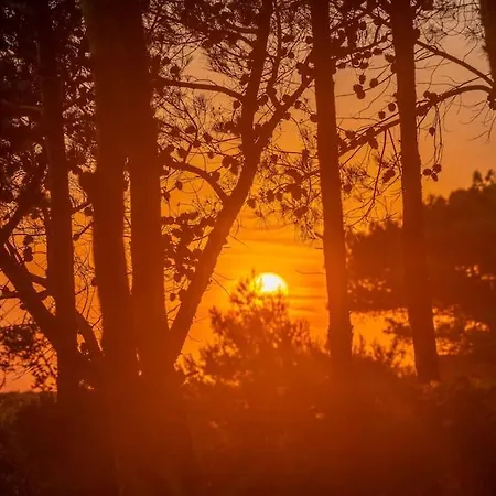 Seashell Luxury Lixúri